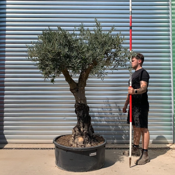 Homepage 8 Olive Trees | Branched Olive Trees | 22652