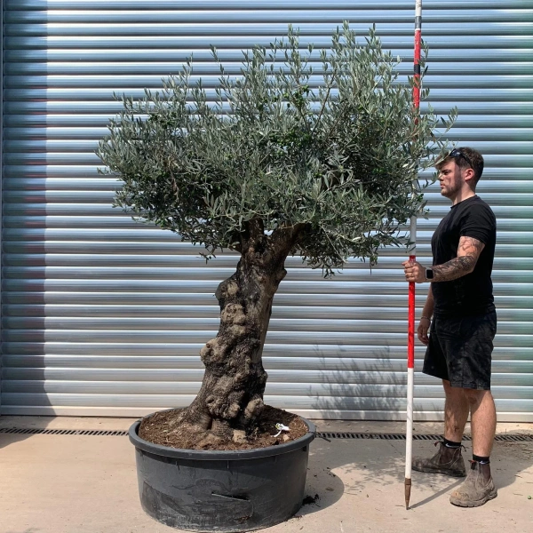 Homepage 8 Olive Trees | Branched Olive Trees | 22653