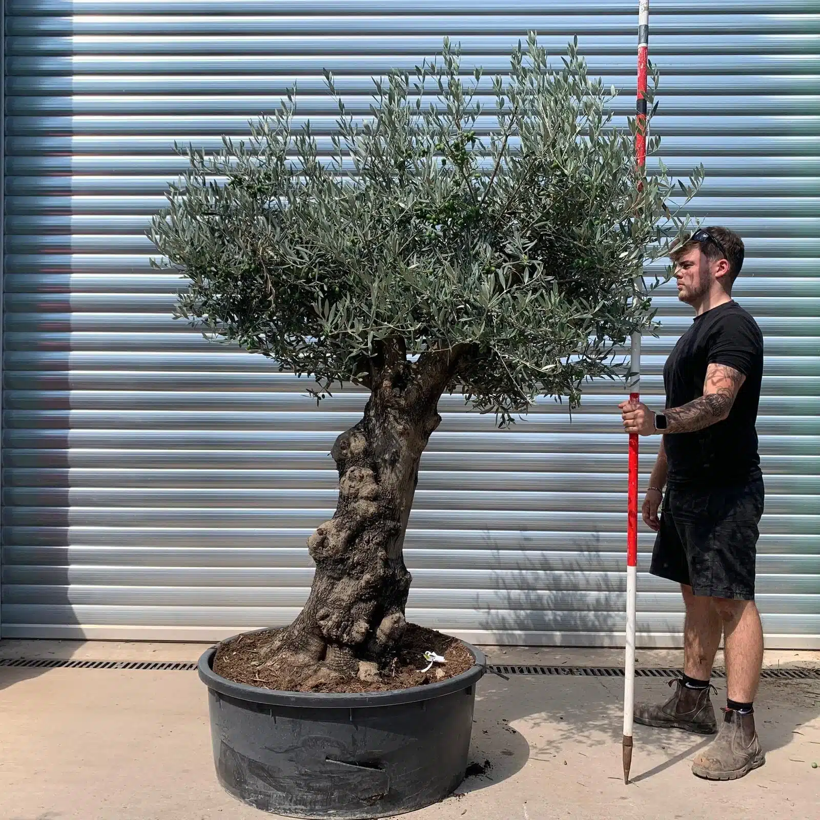 Olive Trees | Branched Olive Trees | 22653 1 Olive Trees | Branched Olive Trees | 22653