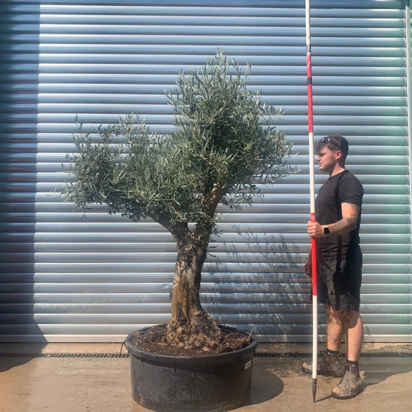 Olive Trees | Branched Olive Trees | 22654