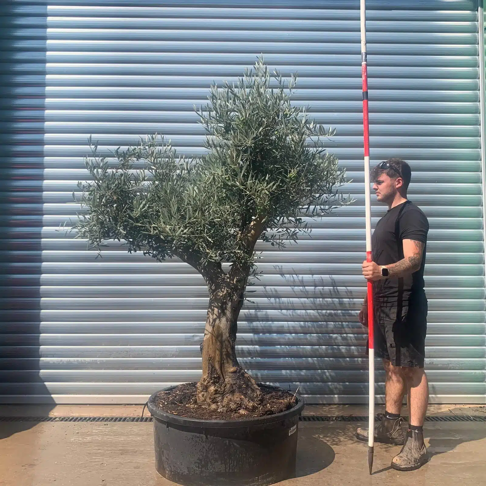 Olive Trees | Branched Olive Trees | 22654 1 Olive Trees | Branched Olive Trees | 22654