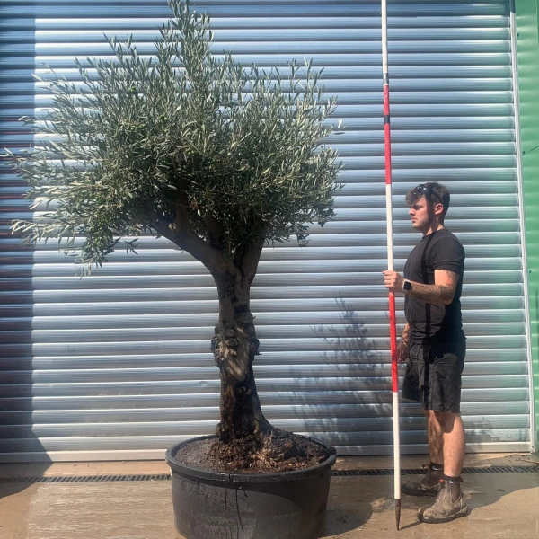 Olive Trees | Branched Olive Trees | 22655