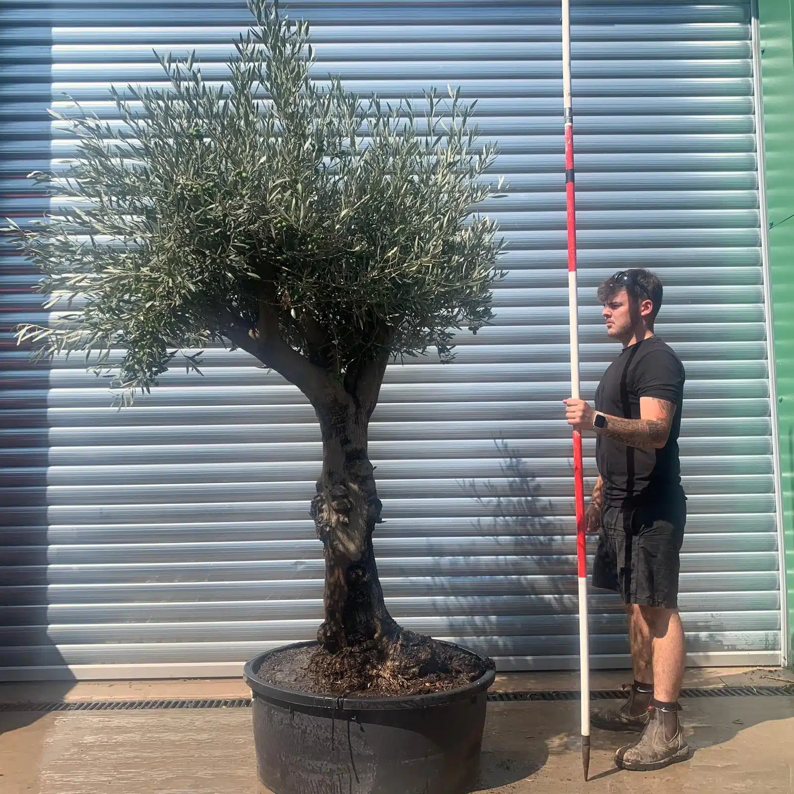 Olive Trees | Branched Olive Trees | 22655 1 Olive Trees | Branched Olive Trees | 22655