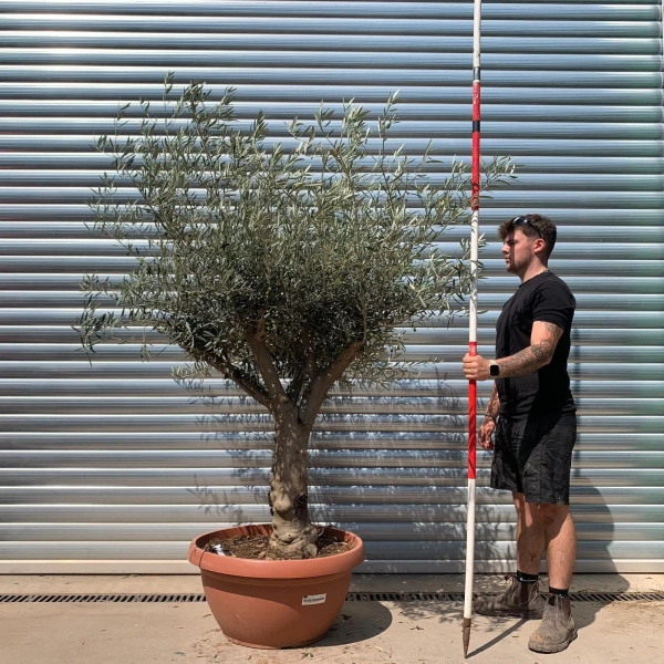 Olive Trees | Branched Olive Trees | 22656