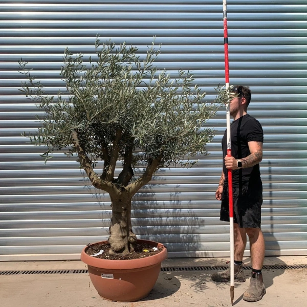 Olive Trees | Branched Olive Trees | 22657