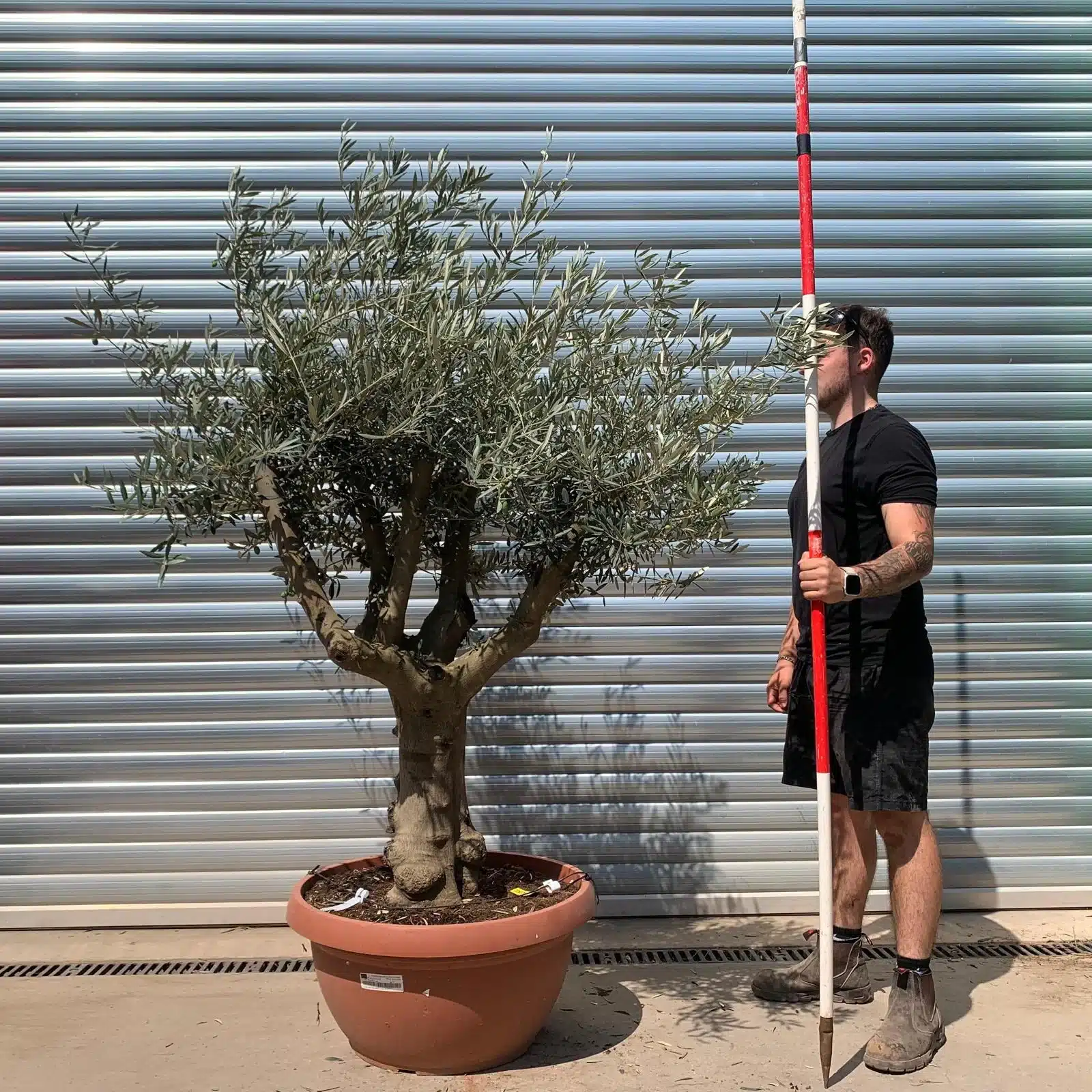 Olive Trees | Branched Olive Trees | 22657 1 Olive Trees | Branched Olive Trees | 22657