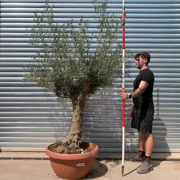 Olive Trees | Branched Olive Trees | 22658
