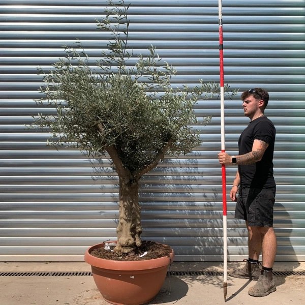 Olive Trees | Branched Olive Trees | 22659