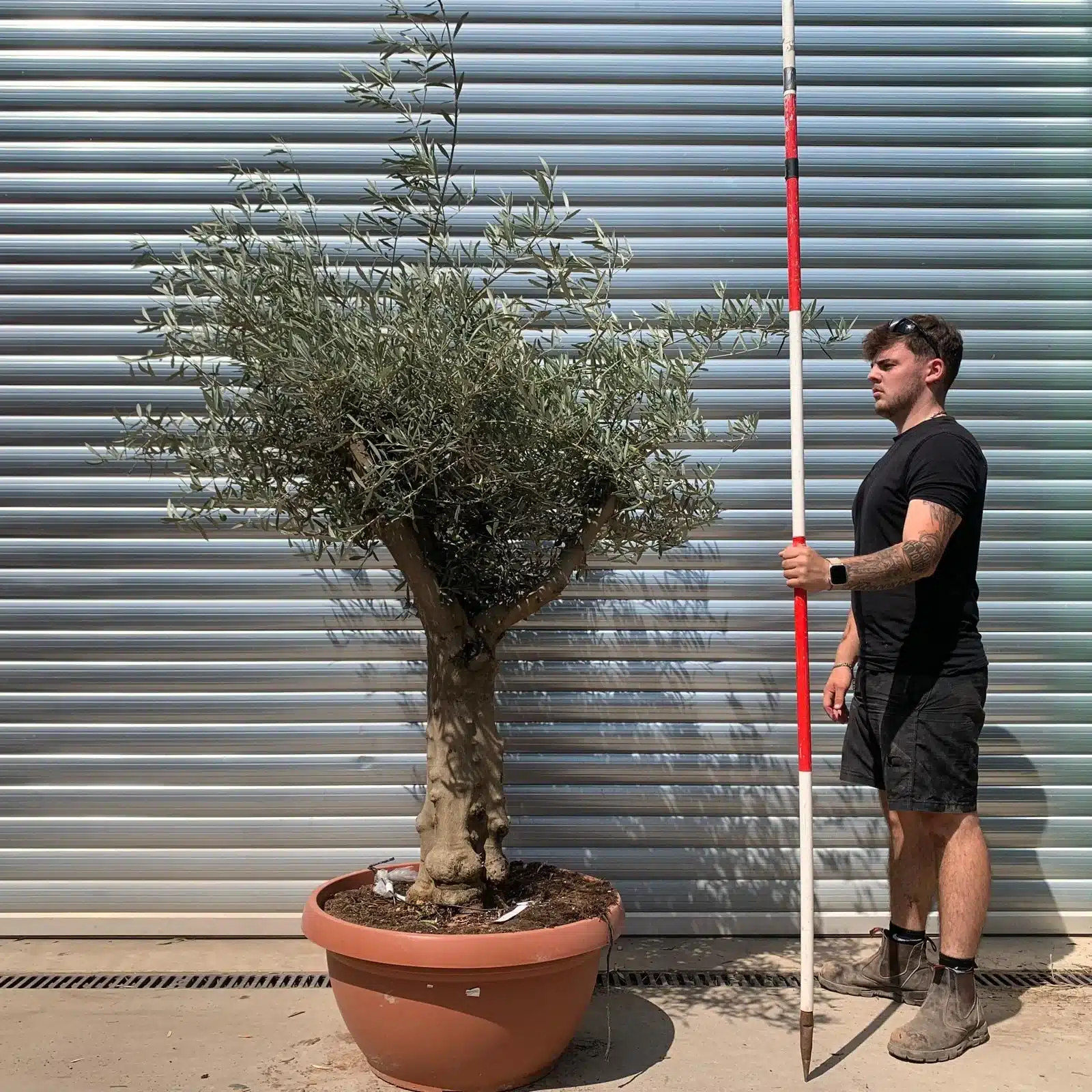 Olive Trees | Branched Olive Trees | 22659 1 Olive Trees | Branched Olive Trees | 22659
