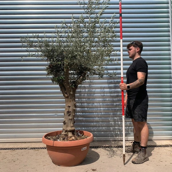 Olive Trees | Branched Olive Trees | 22660