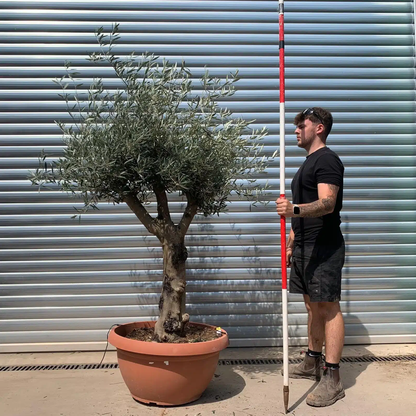 Olive Trees | Branched Olive Trees | 22661 1 Olive Trees | Branched Olive Trees | 22661