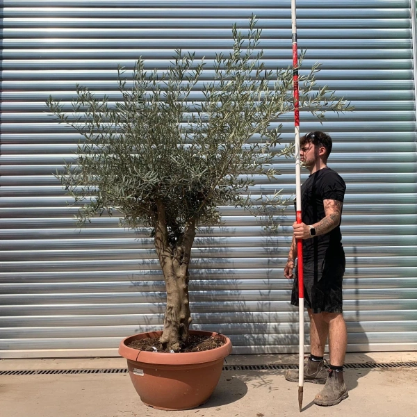 Olive Trees | Branched Olive Trees | 22662