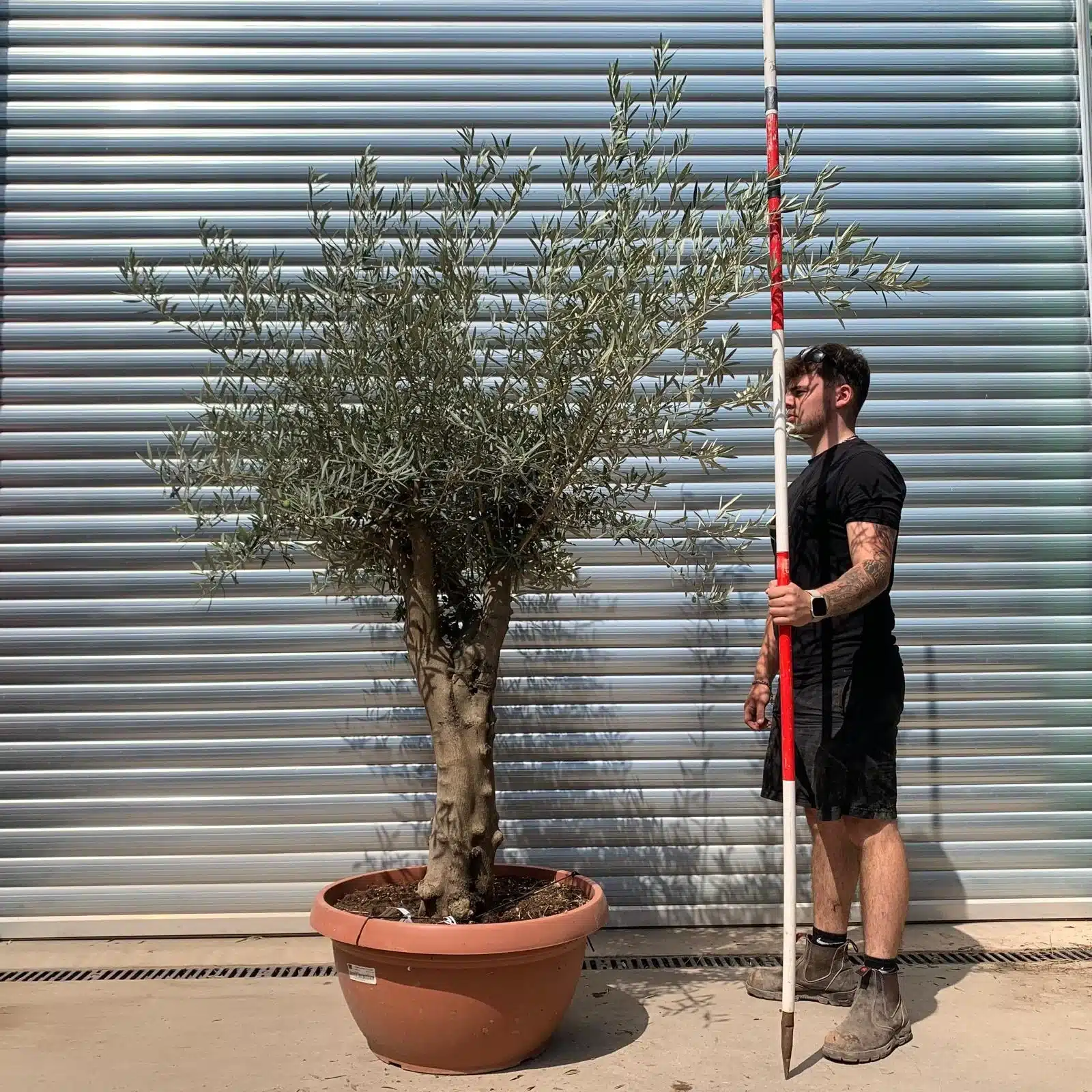Olive Trees | Branched Olive Trees | 22662 1 Olive Trees | Branched Olive Trees | 22662