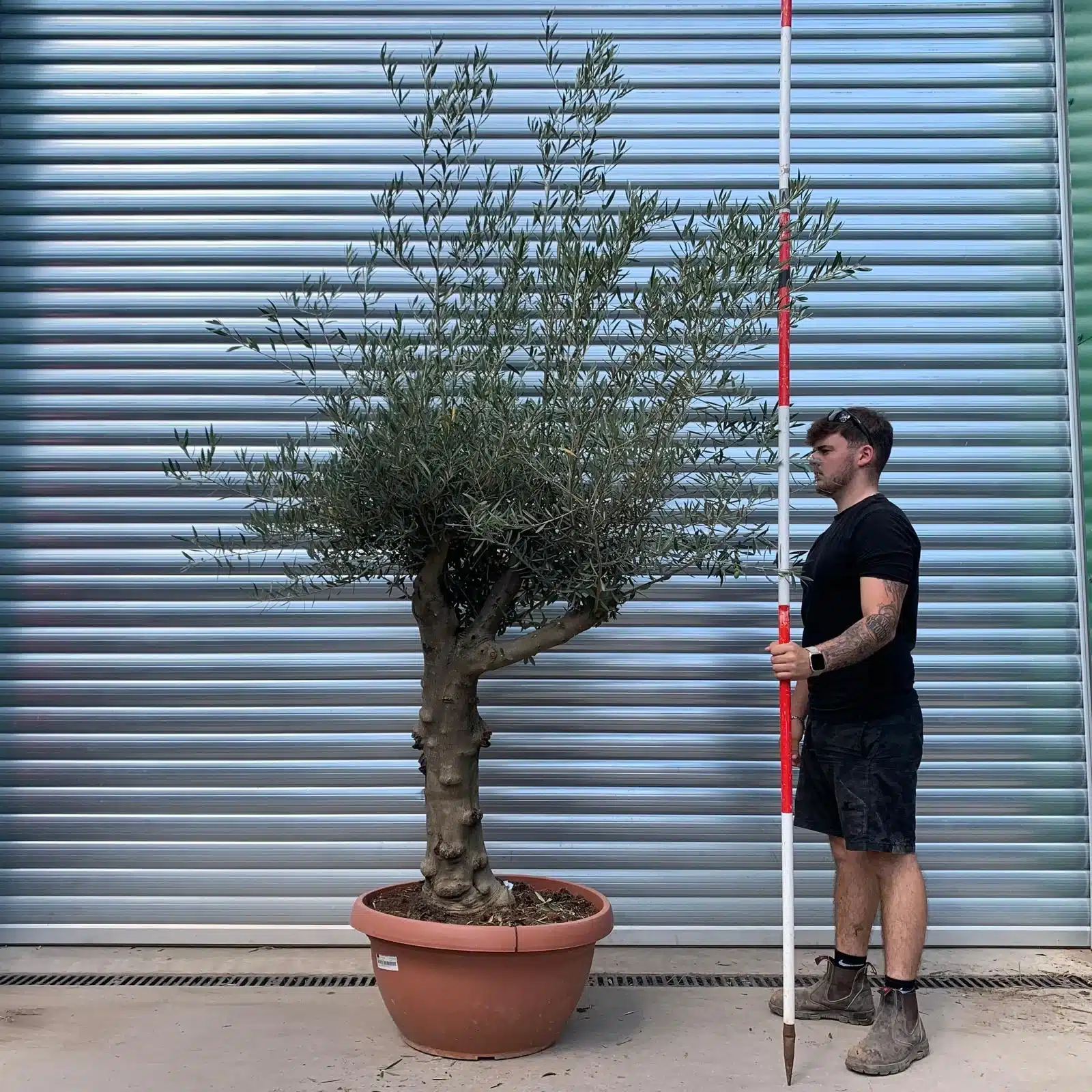 Olive Trees | Branched Olive Trees | 22663 1 Olive Trees | Branched Olive Trees | 22663
