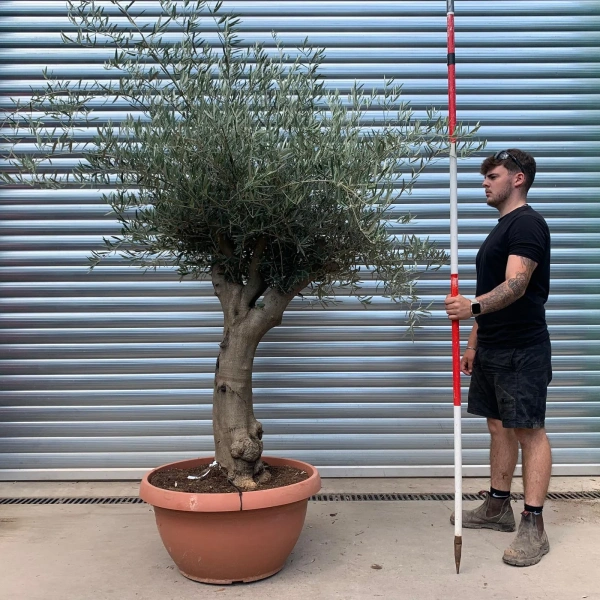 Olive Trees | Branched Olive Trees | 22664