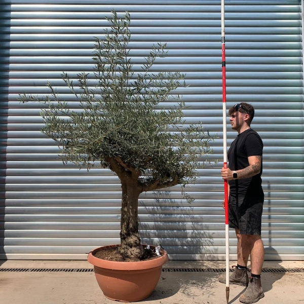 Olive Trees | Branched Olive Trees | 22665