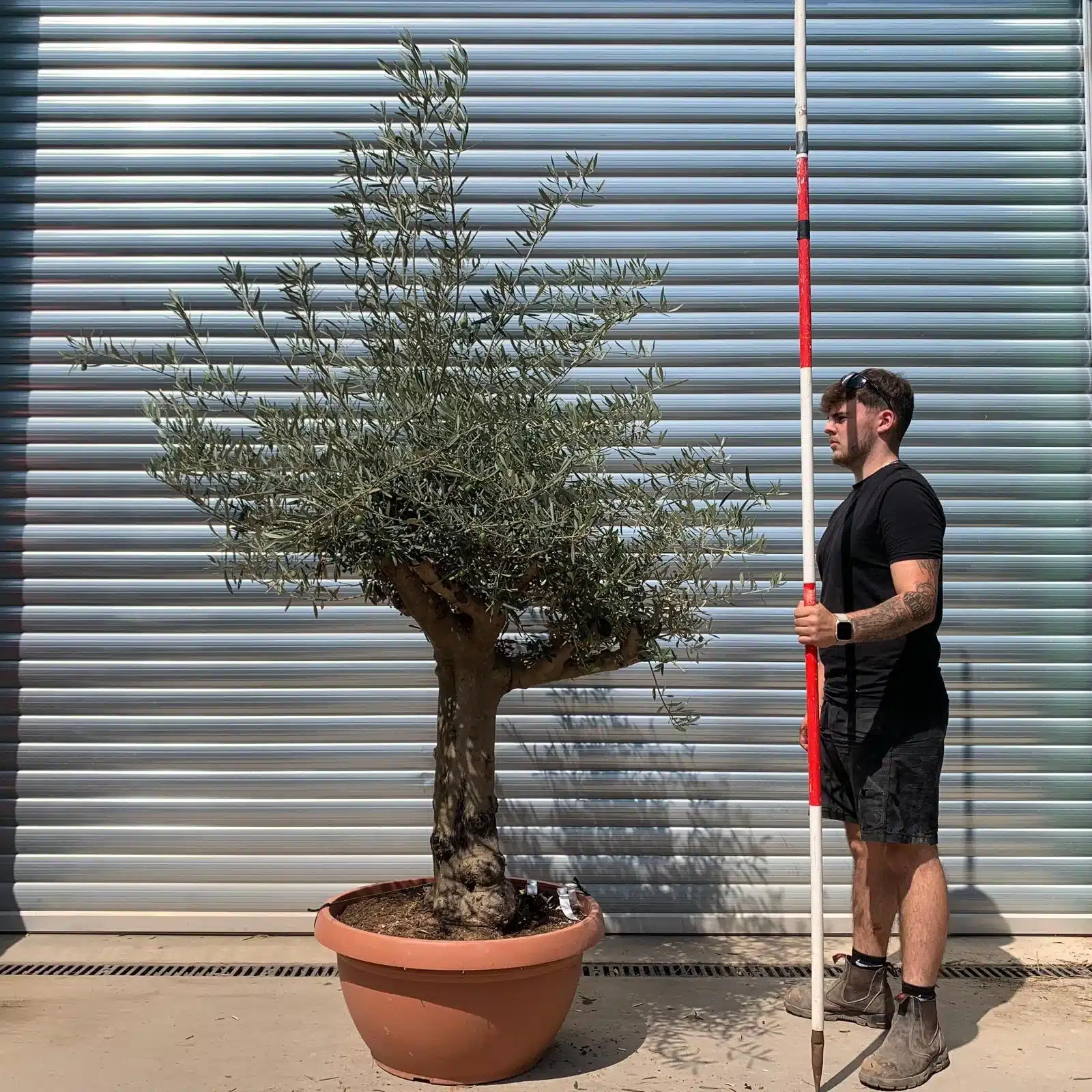 Olive Trees | Branched Olive Trees | 22665 1 Olive Trees | Branched Olive Trees | 22665
