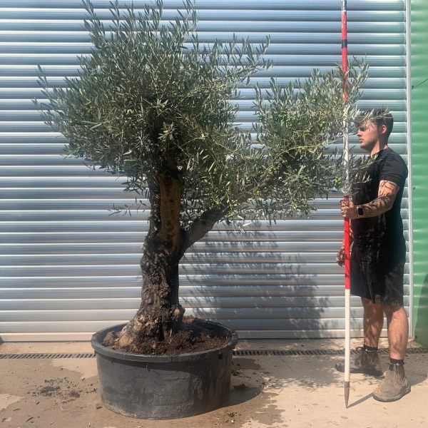 Olive Trees | Gnarly Olive Trees | 22667