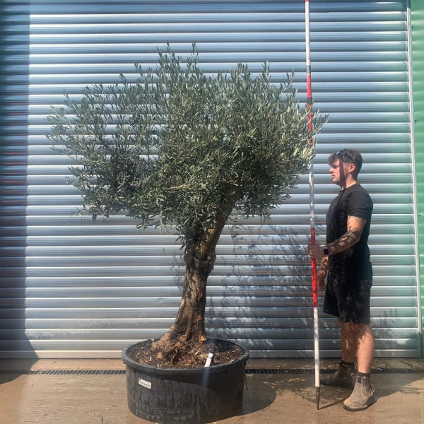 Olive Trees | Gnarly Olive Trees | 22668
