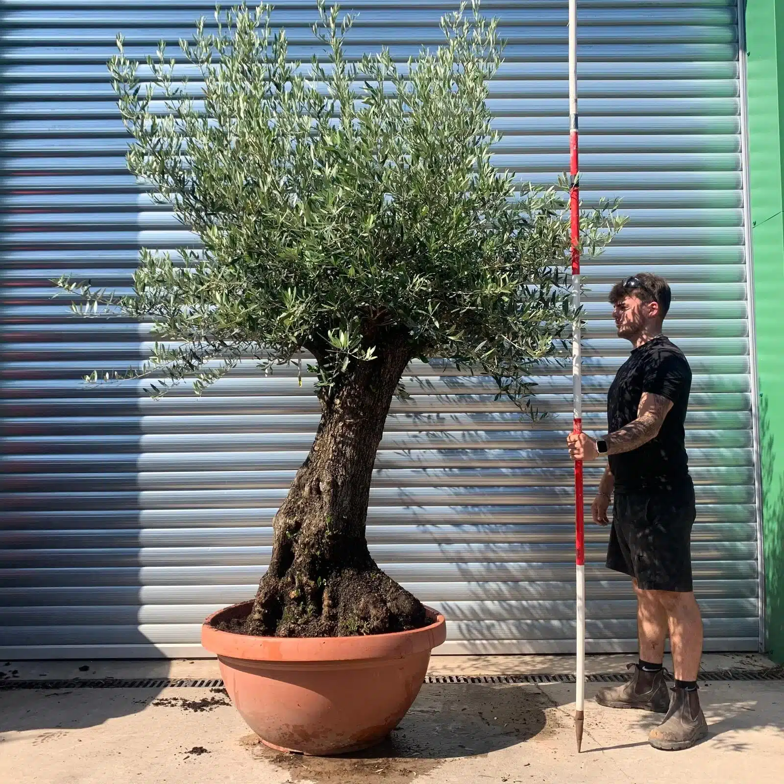 Olive Trees | Gnarly Olive Trees | 22669 1 Olive Trees | Gnarly Olive Trees | 22669