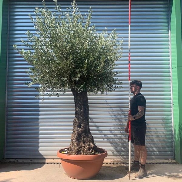 Olive Trees | Gnarly Olive Trees | 22670