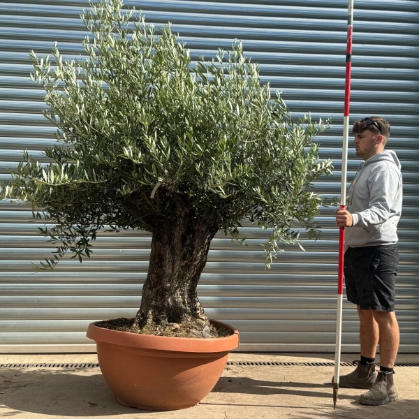 Homepage 1 Olive Trees | Gnarly Olive Trees | 22592