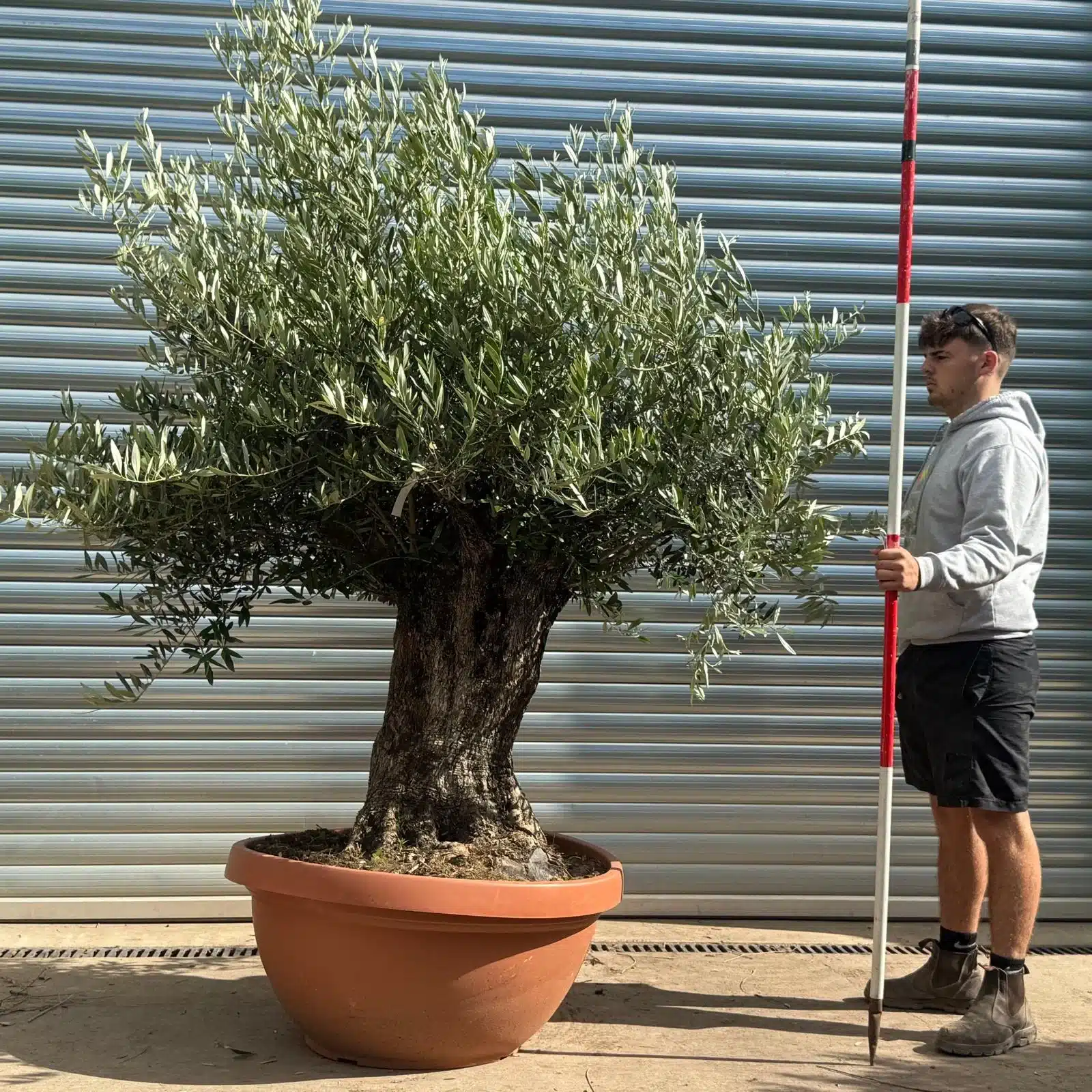 Olive Trees | Gnarly Olive Trees | 22592 1 Olive Trees | Gnarly Olive Trees | 22592