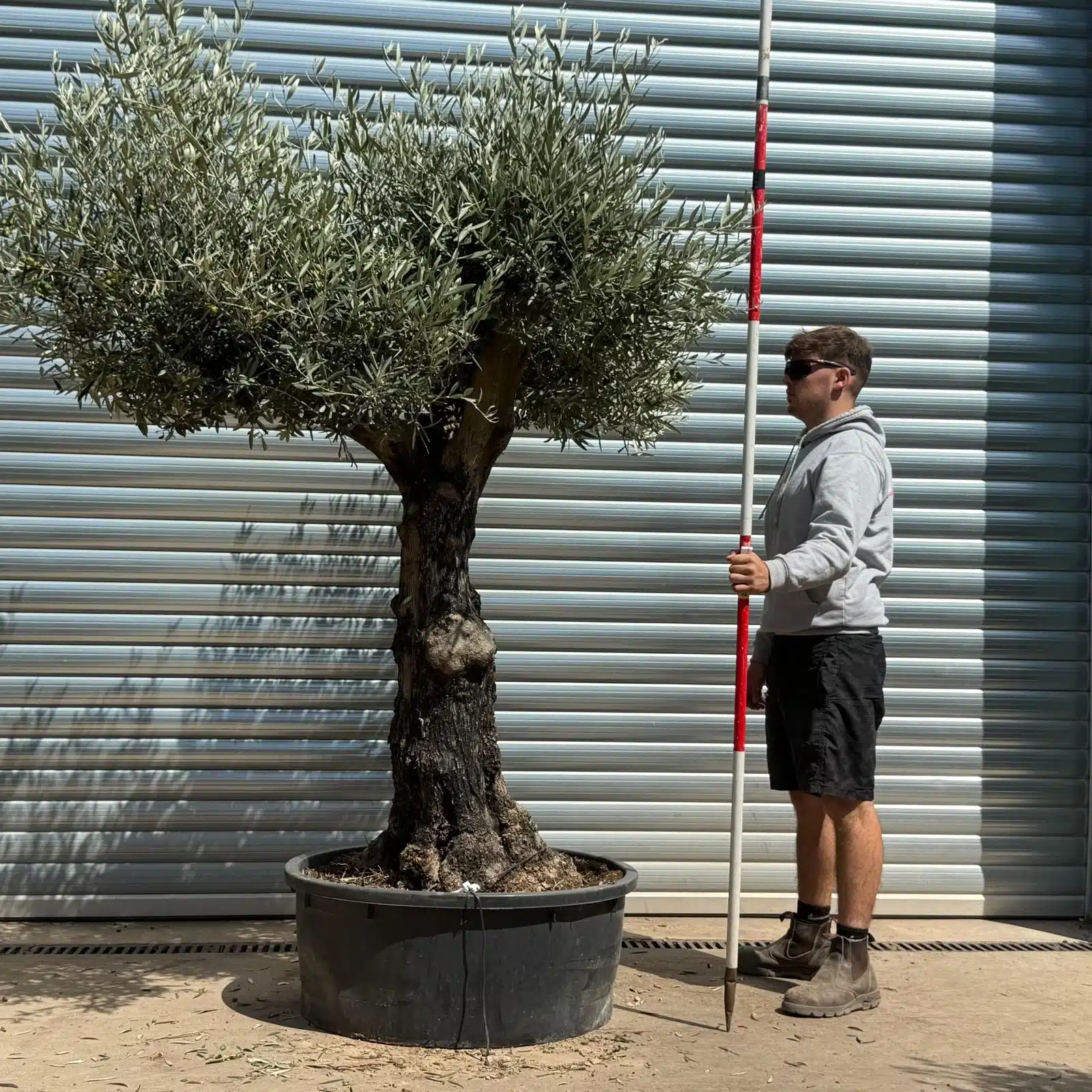 Olive Trees | Branched Olive Trees | 22620 1 Olive Trees | Branched Olive Trees | 22620
