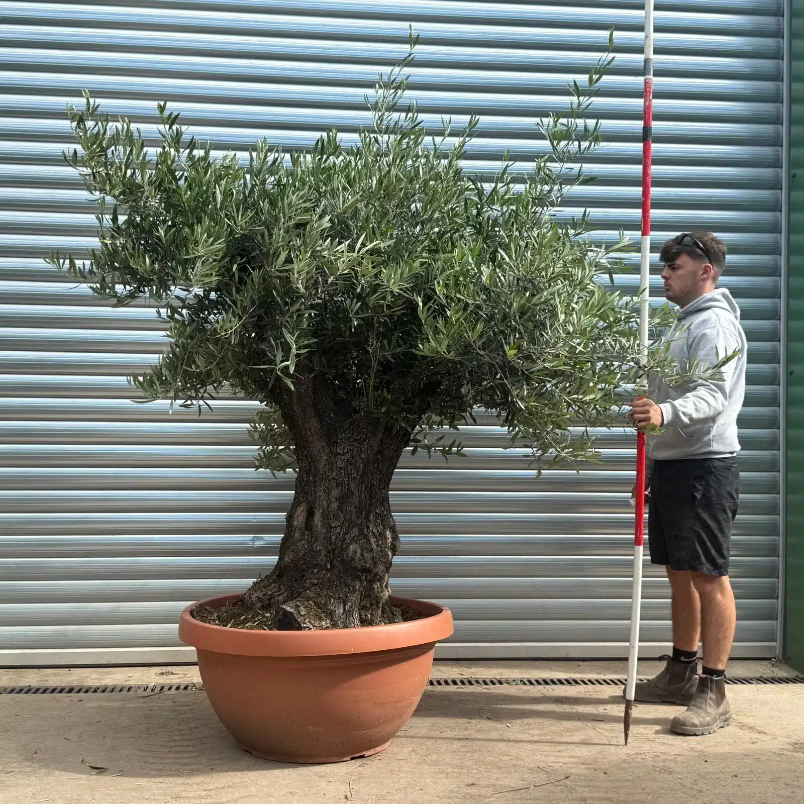 Olive Trees | Gnarly Olive Trees | 22591 1 Olive Trees | Gnarly Olive Trees | 22591