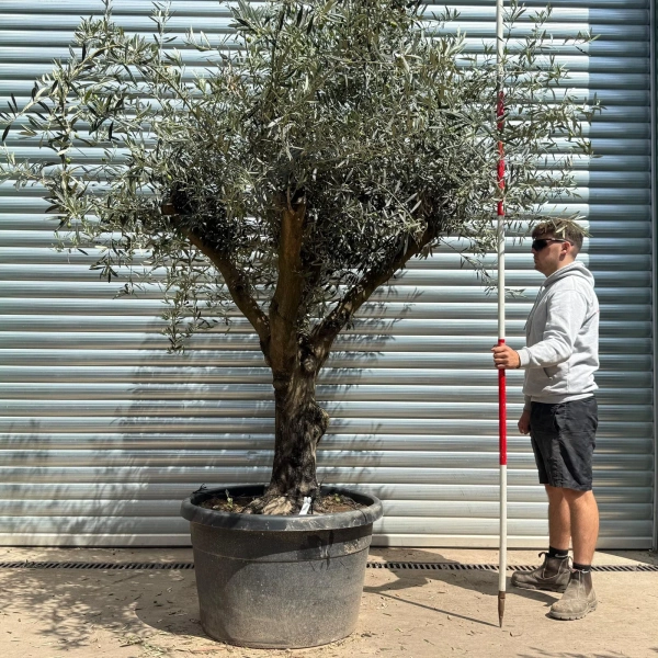 Homepage 2 Olive Trees | Branched Olive Trees | 22619