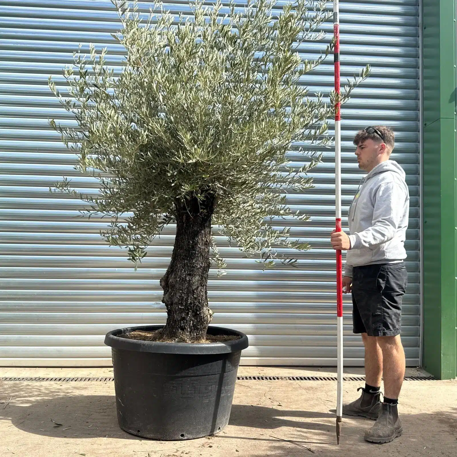 Olive Trees | Gnarly Olive Trees | 22595 1 Olive Trees | Gnarly Olive Trees | 22595