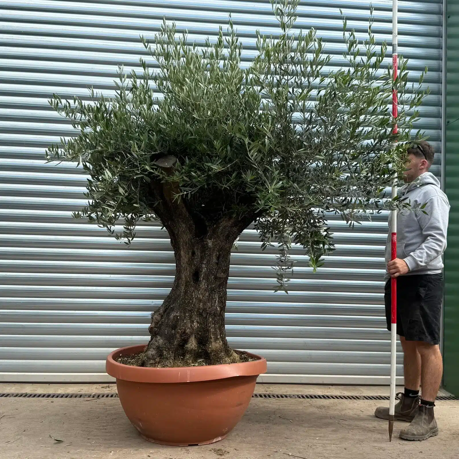 Olive Trees | Gnarly Olive Trees | 22594 1 Olive Trees | Gnarly Olive Trees | 22594