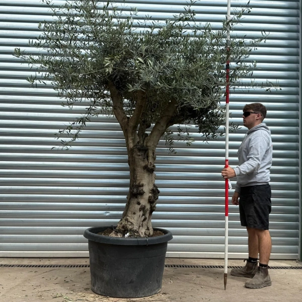 Homepage 3 Olive Trees | Gnarly Olive Trees | 22618