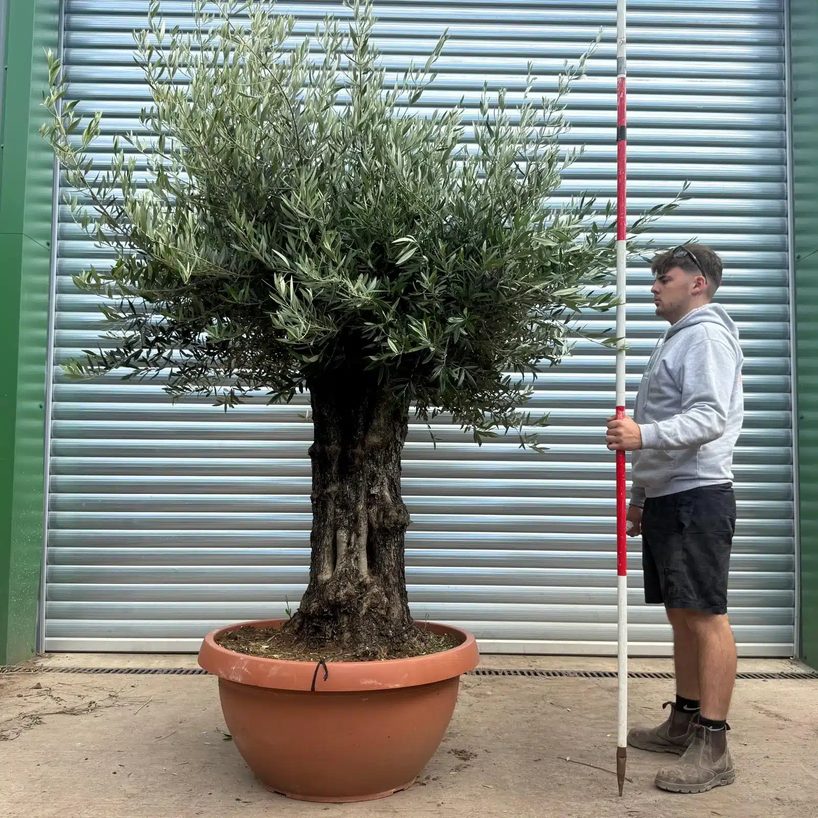 Olive Trees | Gnarly Olive Trees | 22593