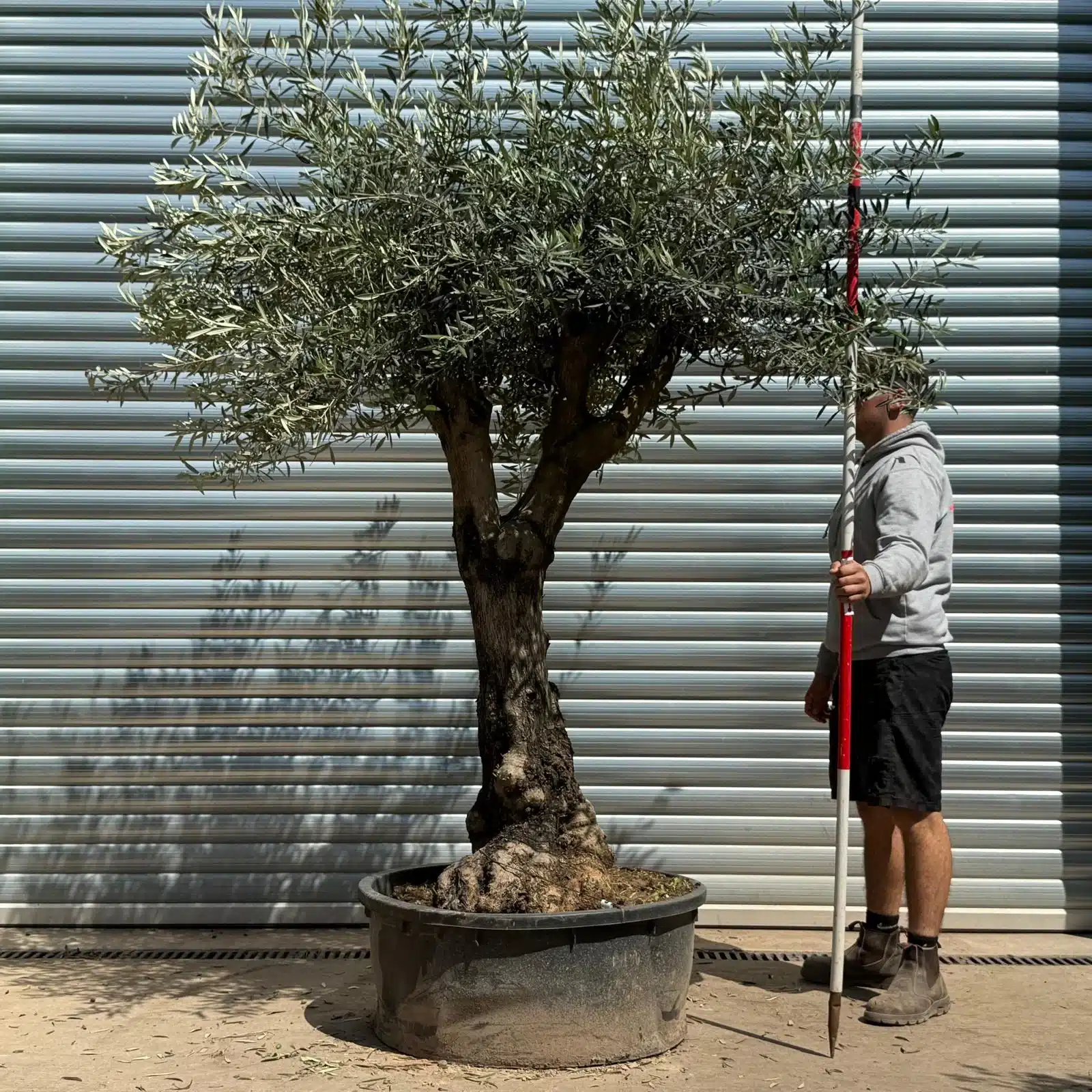 Olive Trees | Branched Olive Trees | 22621 1 Olive Trees | Branched Olive Trees | 22621