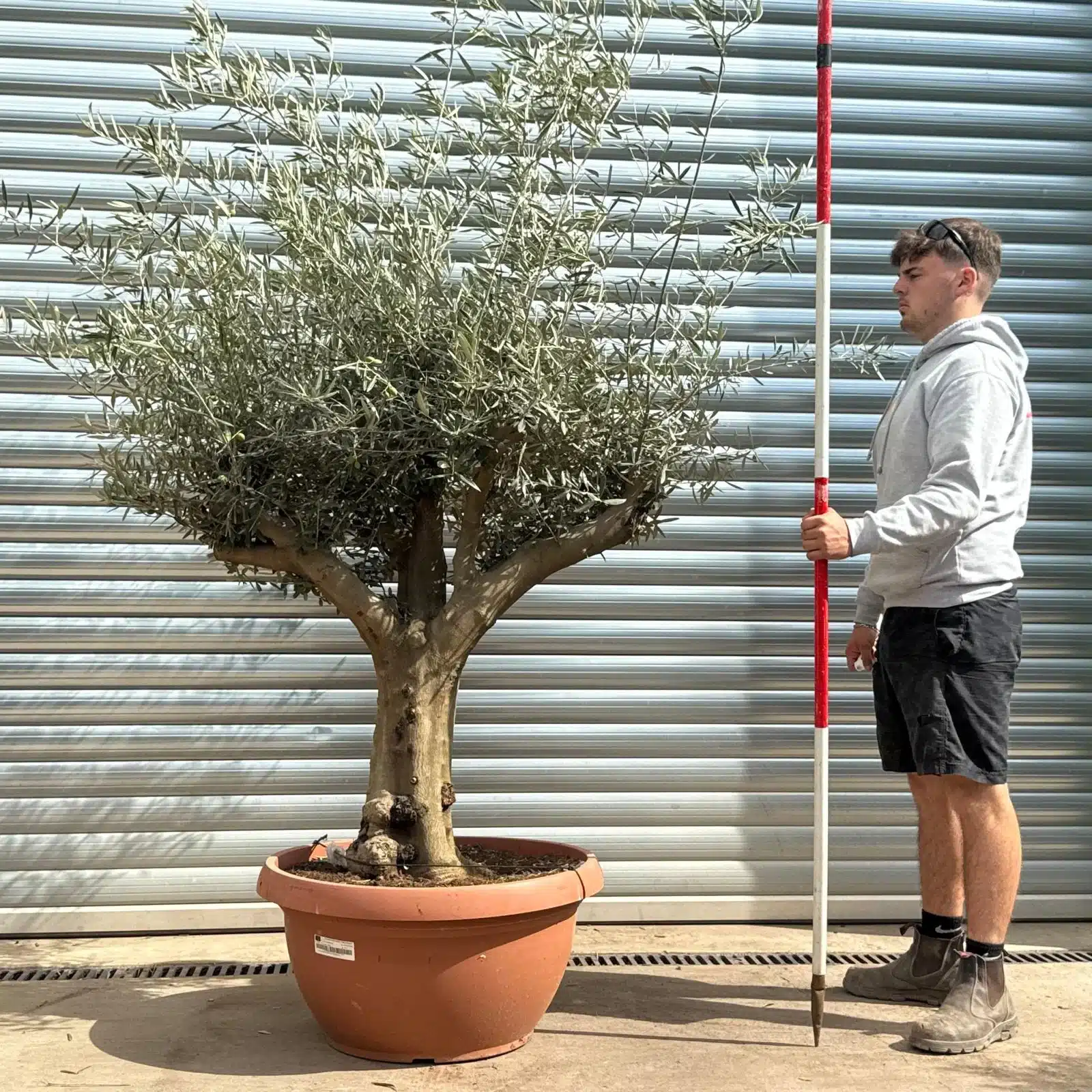 Olive Trees | Branched Olive Trees | 22598