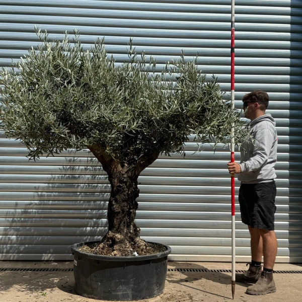 Homepage 7 Olive Trees | Branched Olive Trees | 22623