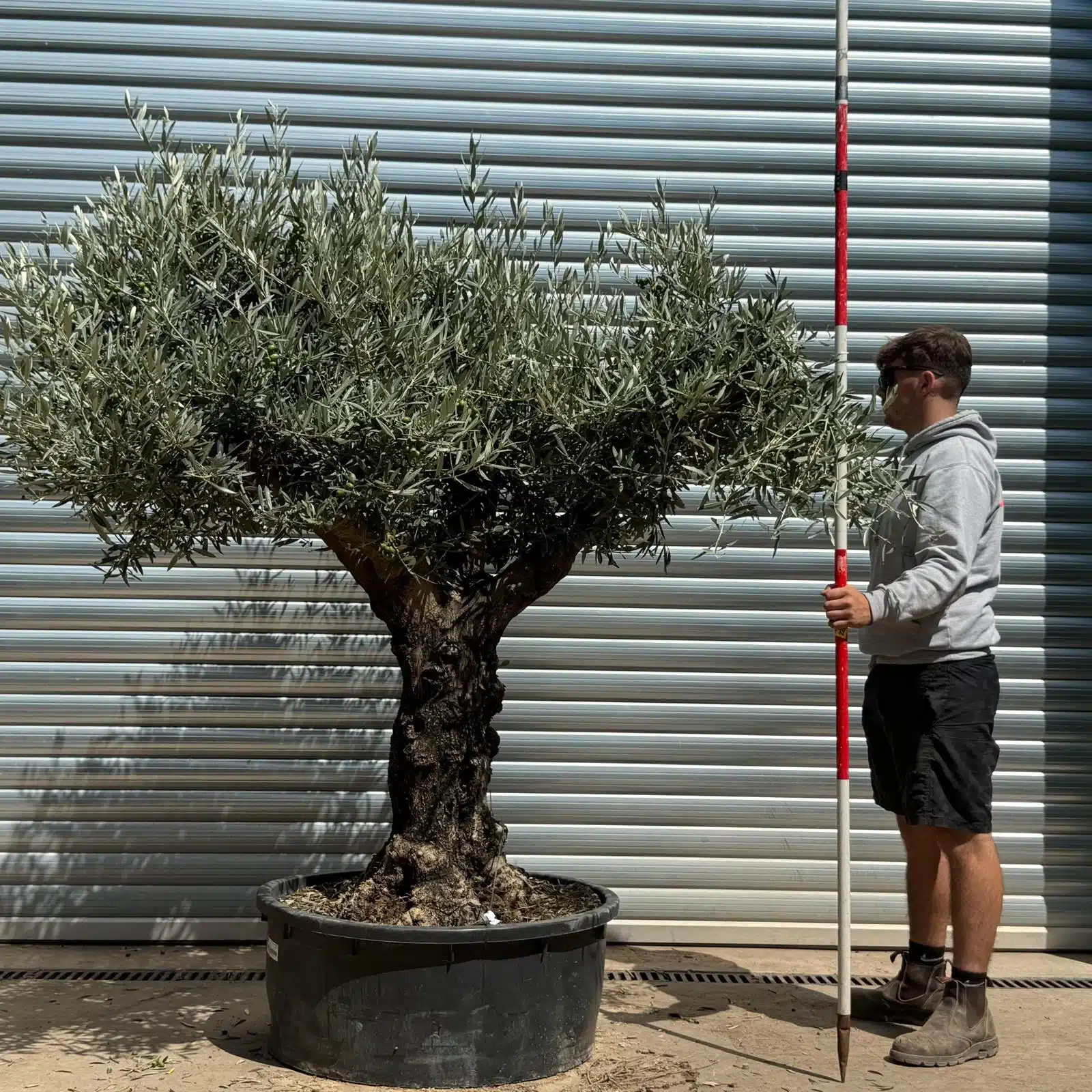 Olive Trees | Branched Olive Trees | 22623 1 Olive Trees | Branched Olive Trees | 22623
