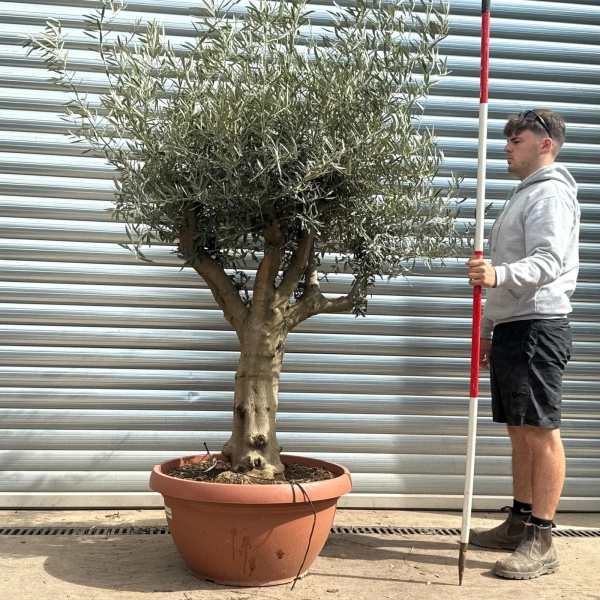 Homepage 8 Olive Trees | Branched Olive Trees | 22596