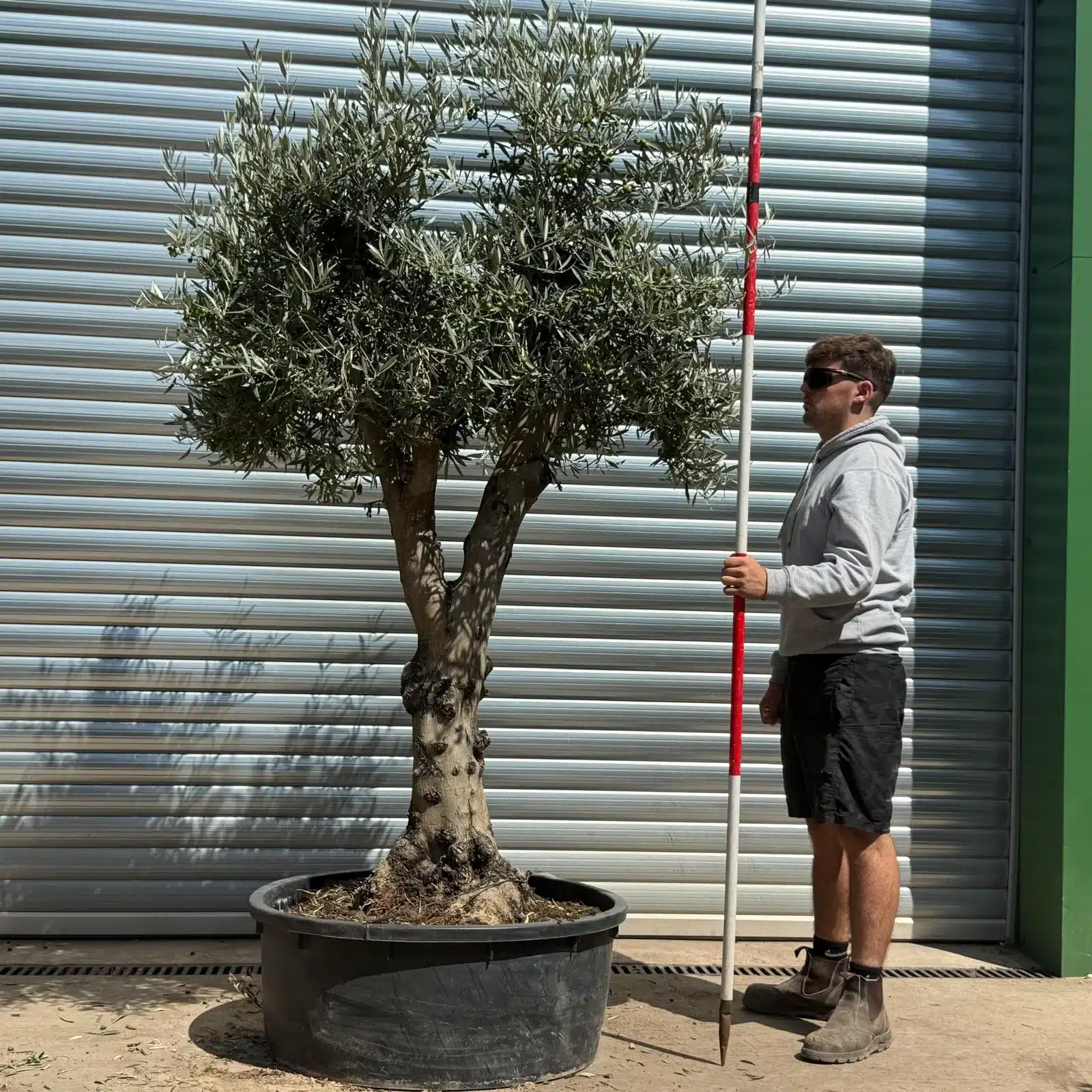 Olive Trees | Branched Olive Trees | 22622 1 Olive Trees | Branched Olive Trees | 22622