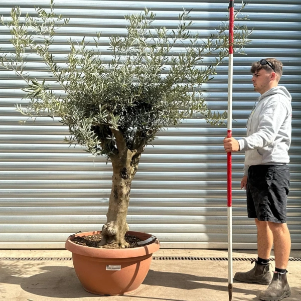 Olive Trees | Branched Olive Trees | 22597