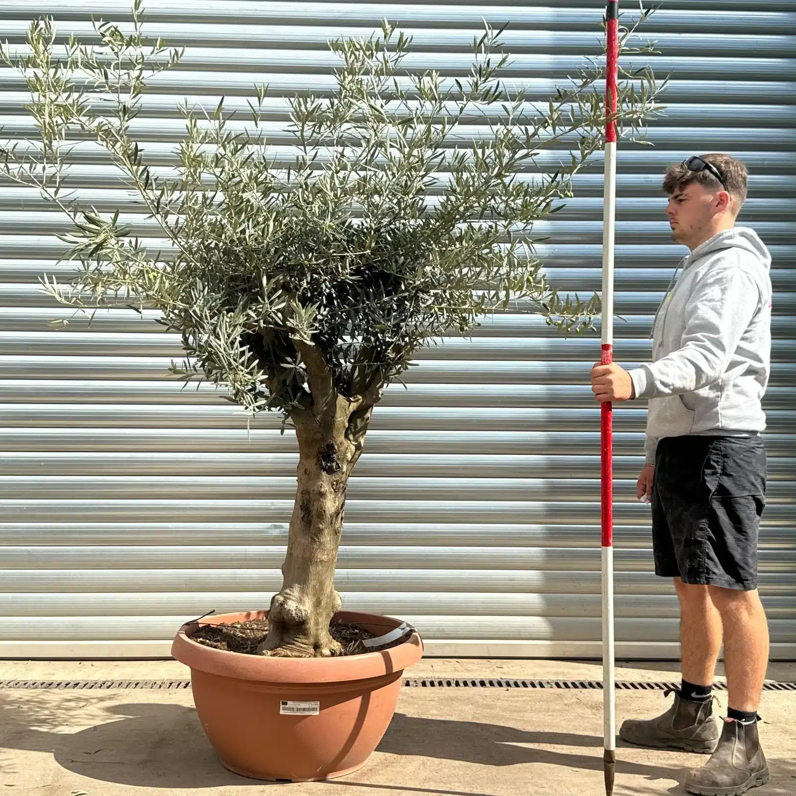 Olive Trees | Branched Olive Trees | 22597 1 Olive Trees | Branched Olive Trees | 22597