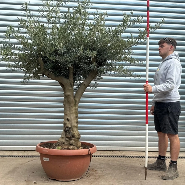 Olive Trees | Branched Olive Trees | 22600