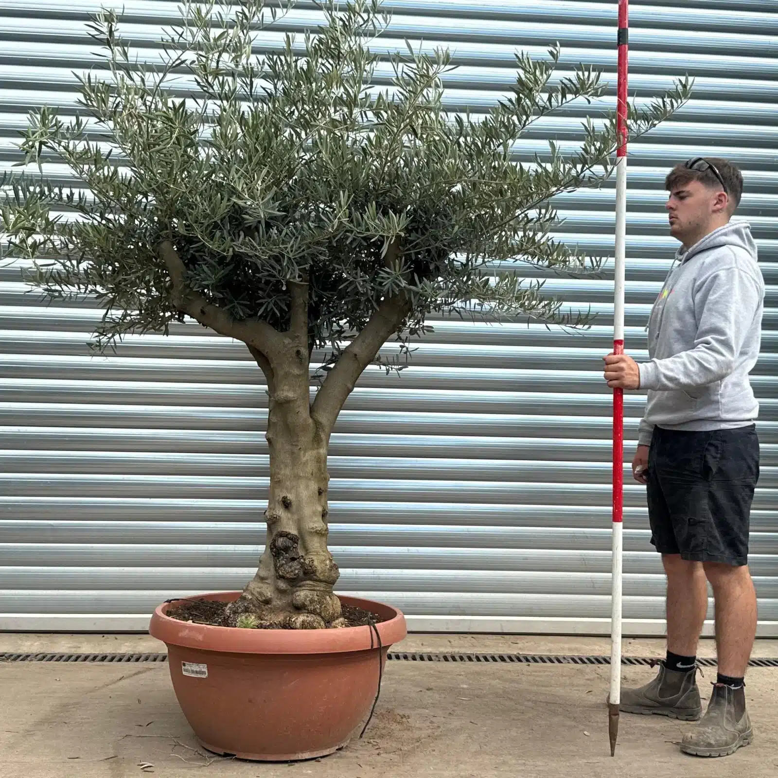Olive Trees | Branched Olive Trees | 22600 1 Olive Trees | Branched Olive Trees | 22600
