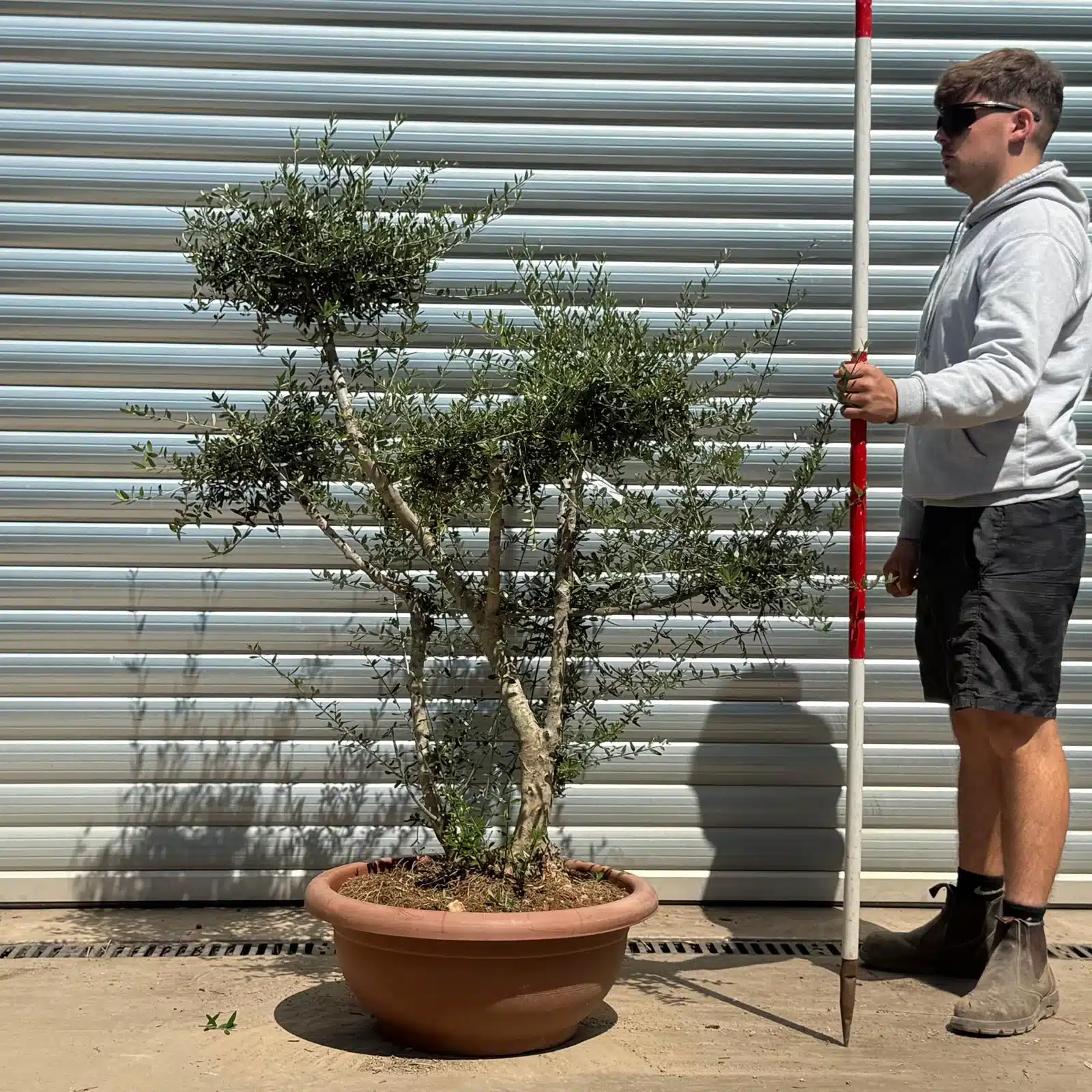 Olive Trees | Cloud Olive Trees | 22628 1 Olive Trees | Cloud Olive Trees | 22628