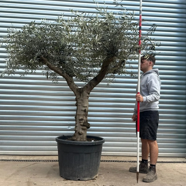 Olive Trees | Branched Olive Trees | 22601