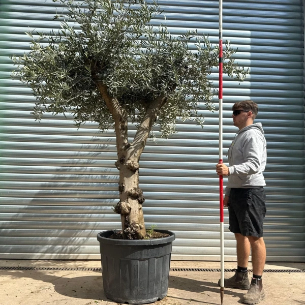 Olive Trees | Branched Olive Trees | 22605