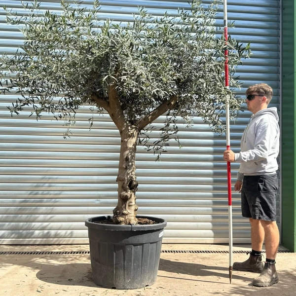 Olive Trees | Branched Olive Trees | 22602