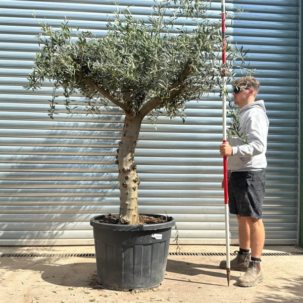 Olive Trees | Branched Olive Trees | 22603