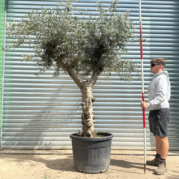 Olive Trees | Branched Olive Trees | 22604